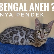 kucing munchkin genetta bengal