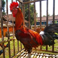 Jual Paket sepasang ayam pelung jumbo siap produksi Limited