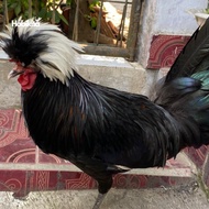 Ayam poland white crested sepasang usia dewasa