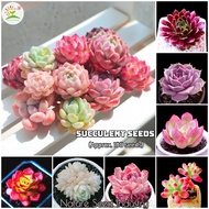 [Ready Stock] Mixed Rare Succulent Seeds for Sale (100 seeds/pack)丨Bonsai Seeds for Planting Flowers Potted Succulents Live Plants Ornamental Plant Seeds High Germination Garden Flower Seeds Easy To Grow Singapore Air Purifying Indoor Oudoor Real Plants