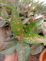 aglonema ruby garuda dewasa obral murah aglonema murah