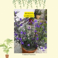 ˗ˏˋ ♡ ˎˊ˗Purple Ruellia Plant (Anak pokok)
