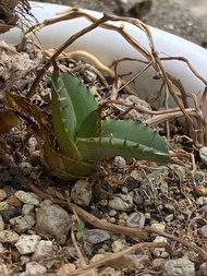 龍舌蘭:白鯨小苗