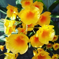 anggrek spesies dendrobium agregatum