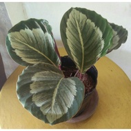 Spot goods■CALATHEA MARIA/Prayer plant live plants