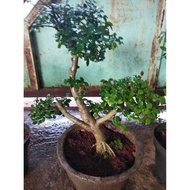 Bonsai Bonsai serut besar