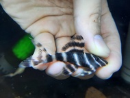 [Livestock]Pleco L204 5-6cm | Aquatic Animals | Fish | Aquarium Live Pet Fishes | Small Medium Fish