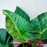 Philodendron Giganteum Blizzard by LS Group