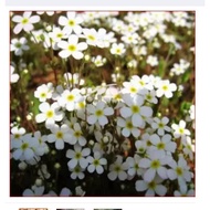 Aromatic Gypsophila Seeds Potted
