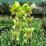 Dendrobium Orchid Green Flower Plant - Fresh Gardening Indoor Plant Outdoor Plants for Home Garden