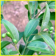 ◨ ❃ ▪ 1PCS Bay Leaf Seeds Laurel Plant Bayleaf Tree Seeds