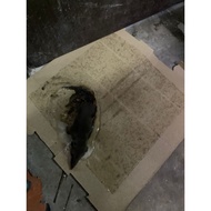 Pelekat serangga tikus/cencorot/cicak‼️