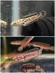 ikan Channa Limbata Granite dot dot 1.5-2inci cb qualiti makan pallet