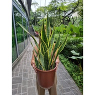Sansevivria Laurenti P27 - Snake Plant - Mother-in-law Plant [REAL PLANT] #supportlocal