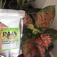 Baja Pokok Keladi Hiasan untuk 300pokok Organik+subur+akar+bunga Pack Jimat 1000gram + free 500gram 