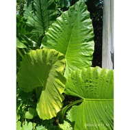 Alocasia macrorrhizos( small)anak pokok keladi gajah