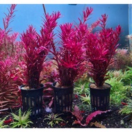Rotala Blood Red SG/Viet 6 Stem Set *foc 4 stems ++!!