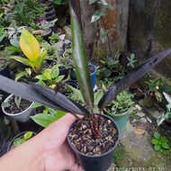 anthurium keris black ( ori ) koleksian