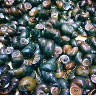 Tutut / Keong Sawah Mentah / Siput Segar Masih Hidup / seafood