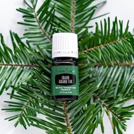YOUNG LIVING IDAHO GRAND FIR ESSENTIAL OIL (5ml) 100% ORIGINAL | READY STOCK
