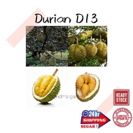 (GG real plant) anak pokok durian D13  cpt berbuah hybrid top quality pokok durian kebun buah sedap fruits