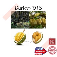 (GG real plant) anak pokok durian D13  cpt berbuah hybrid top quality pokok durian kebun buah sedap 