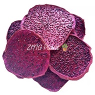 Red Sweet Dragon fruits dried 火龙果干Buah naga kering snack