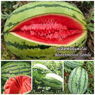 Super-sweet Varieties เมล็ดพันธุ์ แตงโม Giant Watermelon Seeds Fruit Seeds ต้นผลไม้ เมล็ดผลไม้ บอนไซ ต้นไม้ประดับ ต้นบอนไซ เมล็ดพันธุ์ผัก เมล็ดพันธุ์พืช เมล็ดพันธุ์แท้ พันธุ์ไม้ผล ผักสวนครัว บรรจุ 20 เมล็ด คุณภาพดี ราคาถูก อัตราการงอกสูง ของแท้ 100%