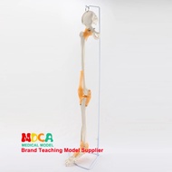 Bone And Ligament Ligaments, Tibia, Fibula And Femur Pelvis Human Skeleton Model Classroom Supplies 