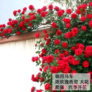 3Cold-Resistant Rose Seedlings Climbing Vine Everblooming Indoor Potted Outdoor Limbing Rose Flowers Grow up Easily Plan