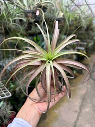 [Airplants] T. Love Knot. Collectibles Tillandsia #Air Plant