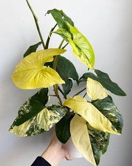 Tanaman Hias Syngonium yellow