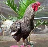 READY TELUR AYAM GORILA (untuk ditetaskan)