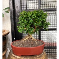 Pokok Bonsai Murraya microphylla, Bonsai Muraya thai murah