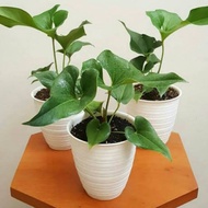 anthurium corong