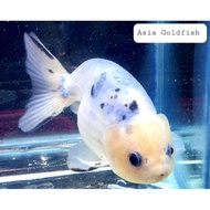 Ranchu Sapi Gen Original Sapi Keturunan Grade Jumbo Dan Bulky -