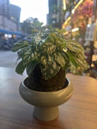 冷水花（連盤）