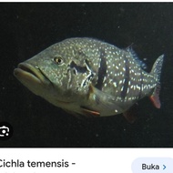cichla temensis / pbass temensis
