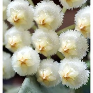 Hoya "Krohniana Eskimo" #Real# Matured Plants