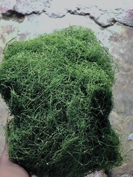 Hijau Gayo Premium freess 1/2 KG