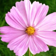 Cosmos bipinnatus pinkie seeds