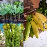 Bibit Pisang Cavendish Grand Nine Super