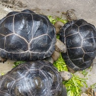 aldabra tortoise borongan