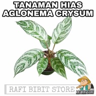 Tanaman hias aglonema crysum - aglonema silver - aglonema crysum