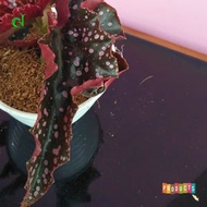 Tanaman Begonia Totol - Begonia Maculata Polka Dot
