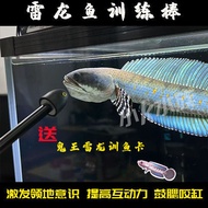 Thunder Dragon Fish Training Stick Thunder Dragon Fish Training Magic Stick Thunder Dragon Fish Teas