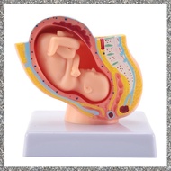 [feidan33.ph] Human Pregnancy Fetal Development 9Th Month Embryonic Pelvic Model Fetus Foetus Pregna