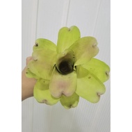 bromeliad neoregelia Hybrid #7