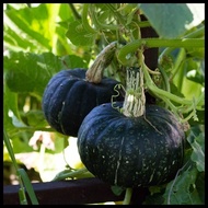 Squash Kabocha Seeds - Japanese Squash Seeds - Squash Seeds - Heirloom Squash Seeds - Rare Seeds ◩