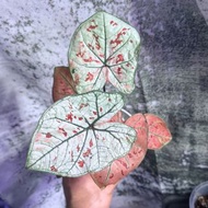 「草莓之心」彩葉芋盆栽